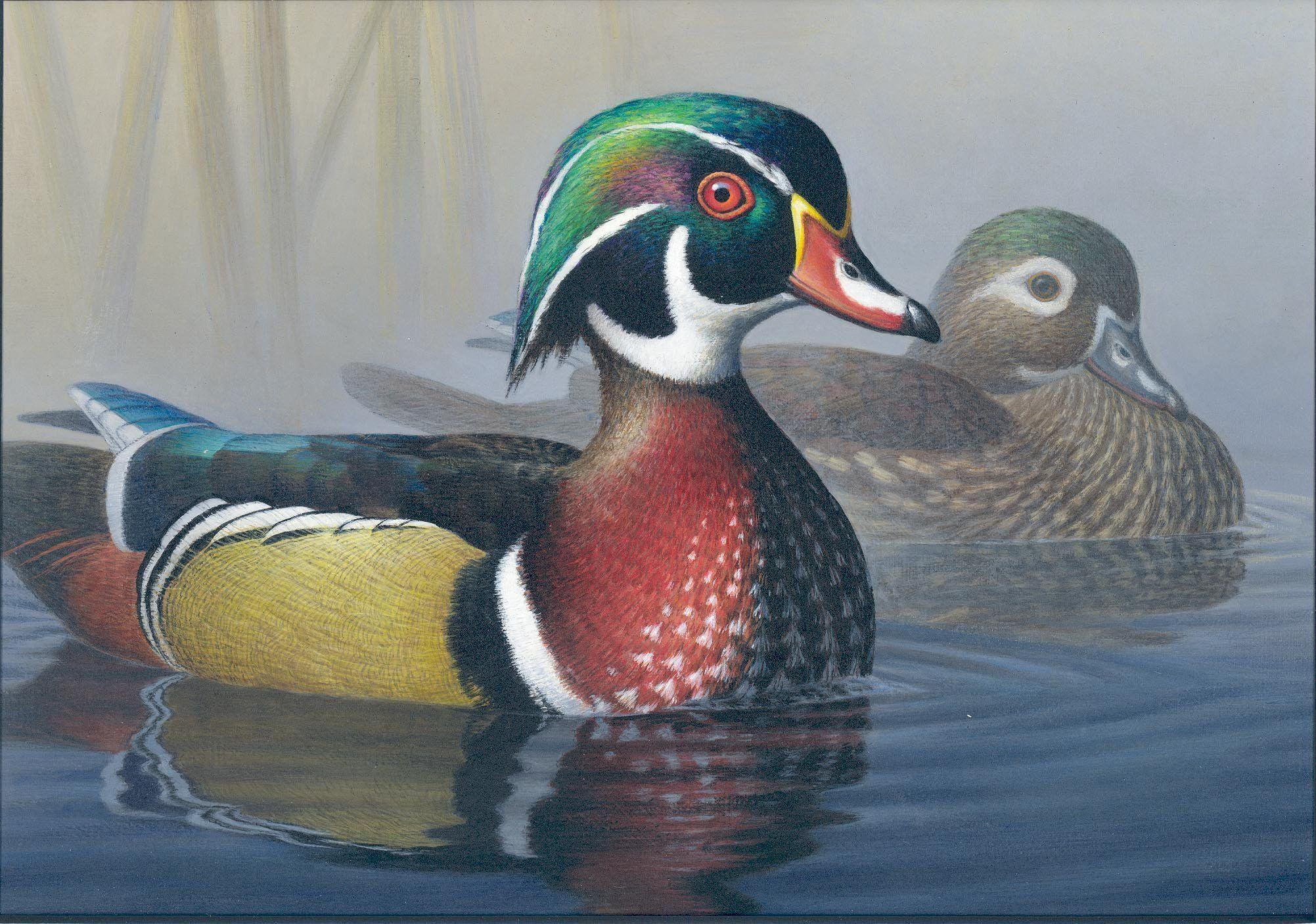 WOOD DUCK bird ducks (1) wallpaperx1406