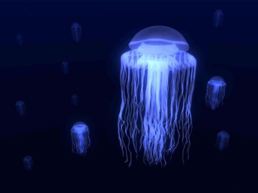 Many Jellyfish Dark Background Wallpaper 1024×768