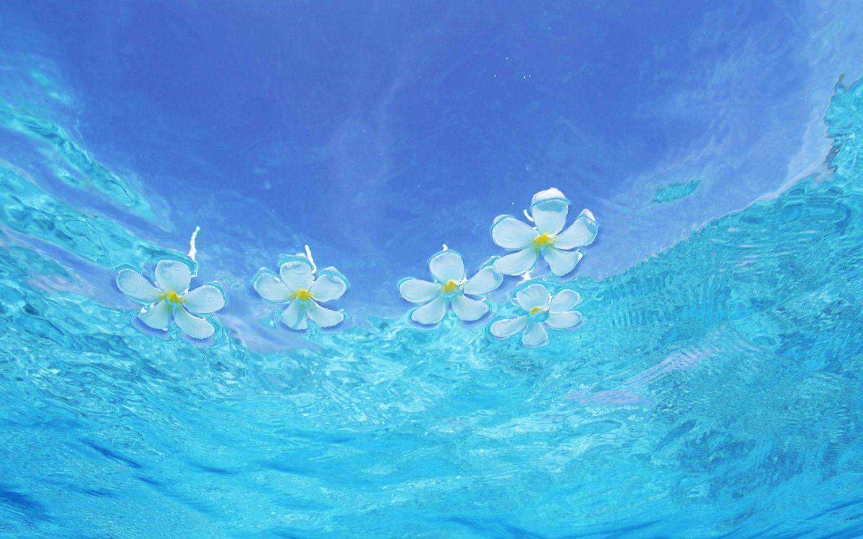 Plumeria flower on water
