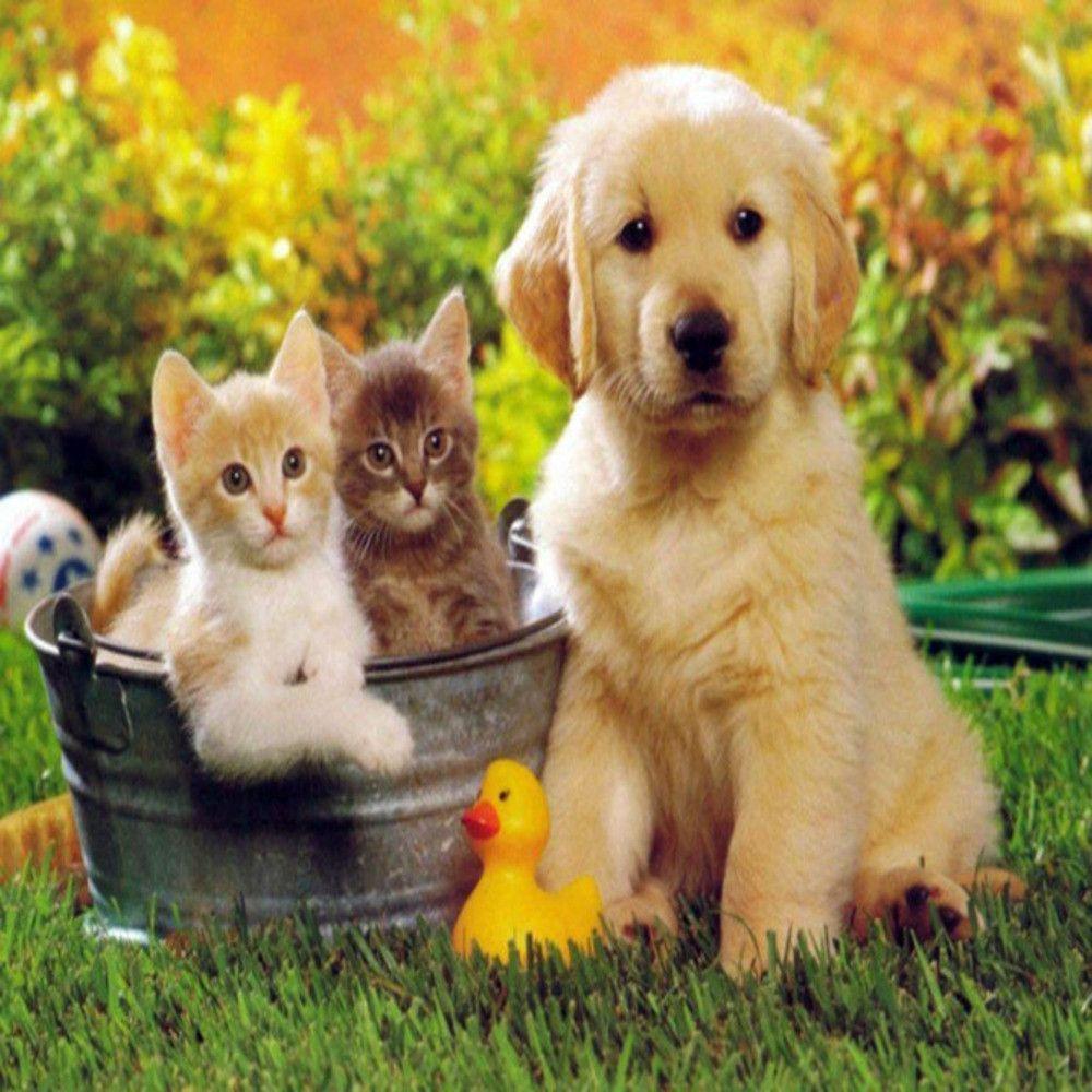 Images Of Cute Dogs And Cats