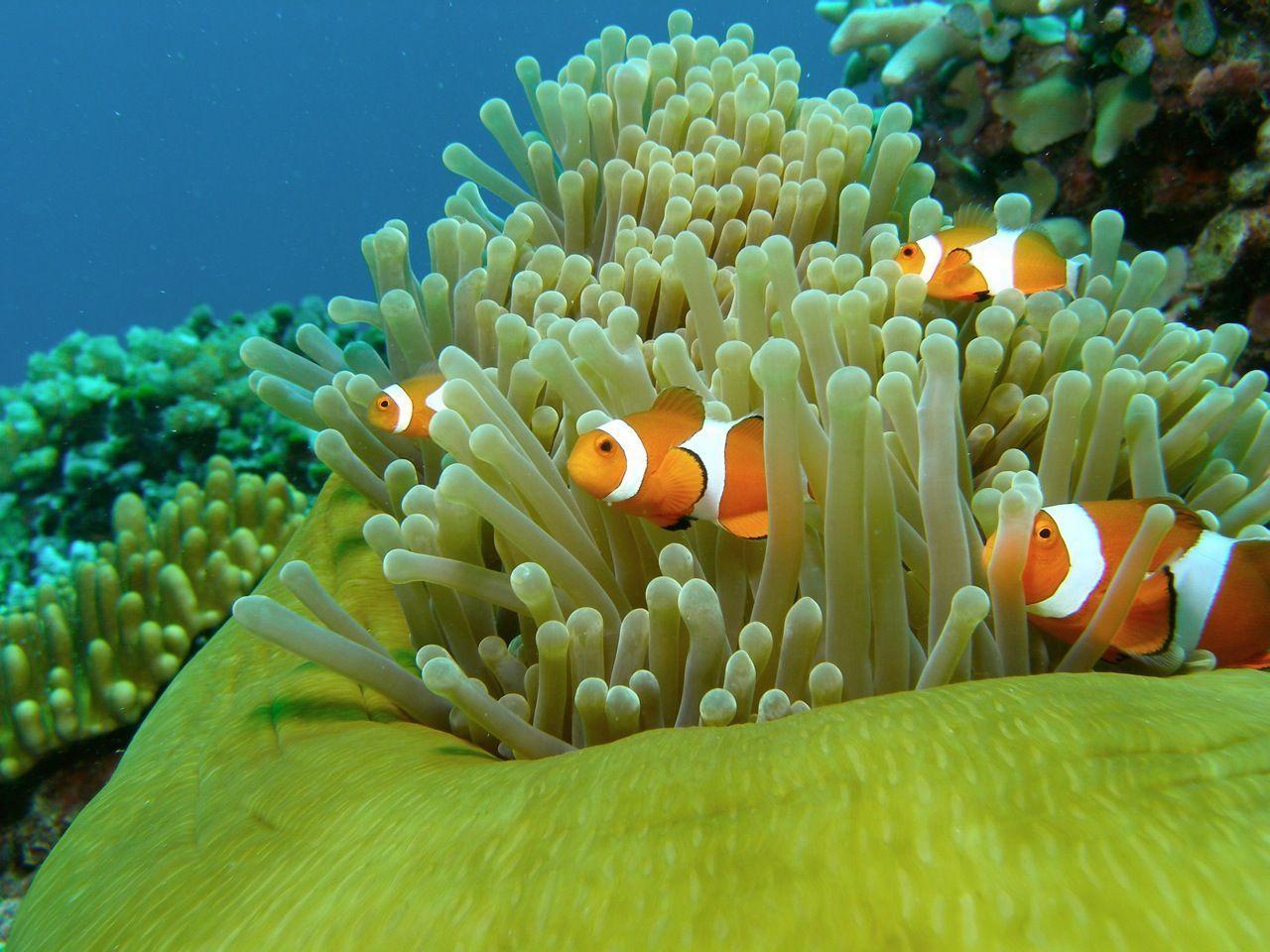 ClownFish Hiding in Corals. Tablet PC Wallpaper