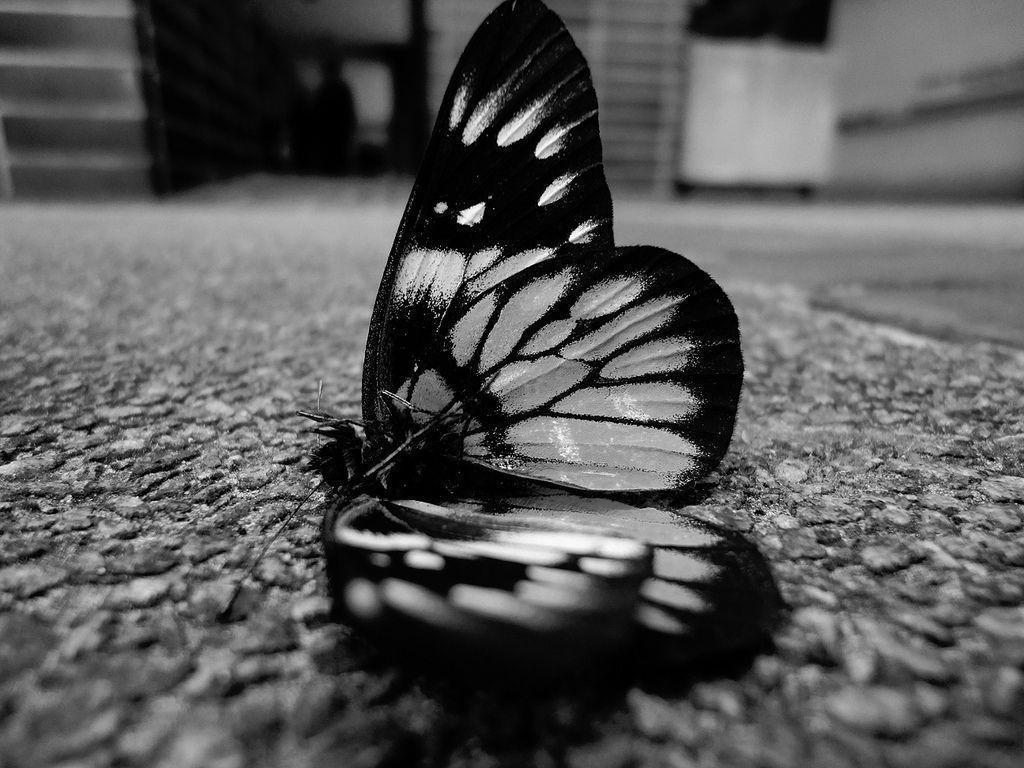 Wallpaper For > Black And White Butterfly Wallpaper