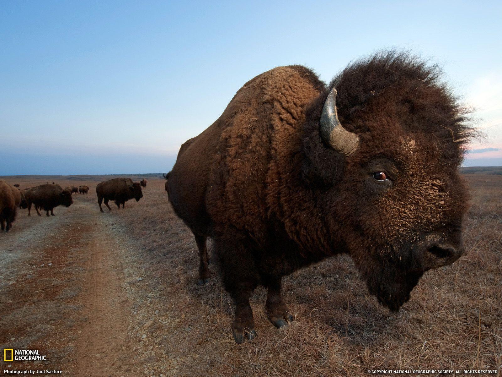 Bison Photo, Animal Migration Wallpaper