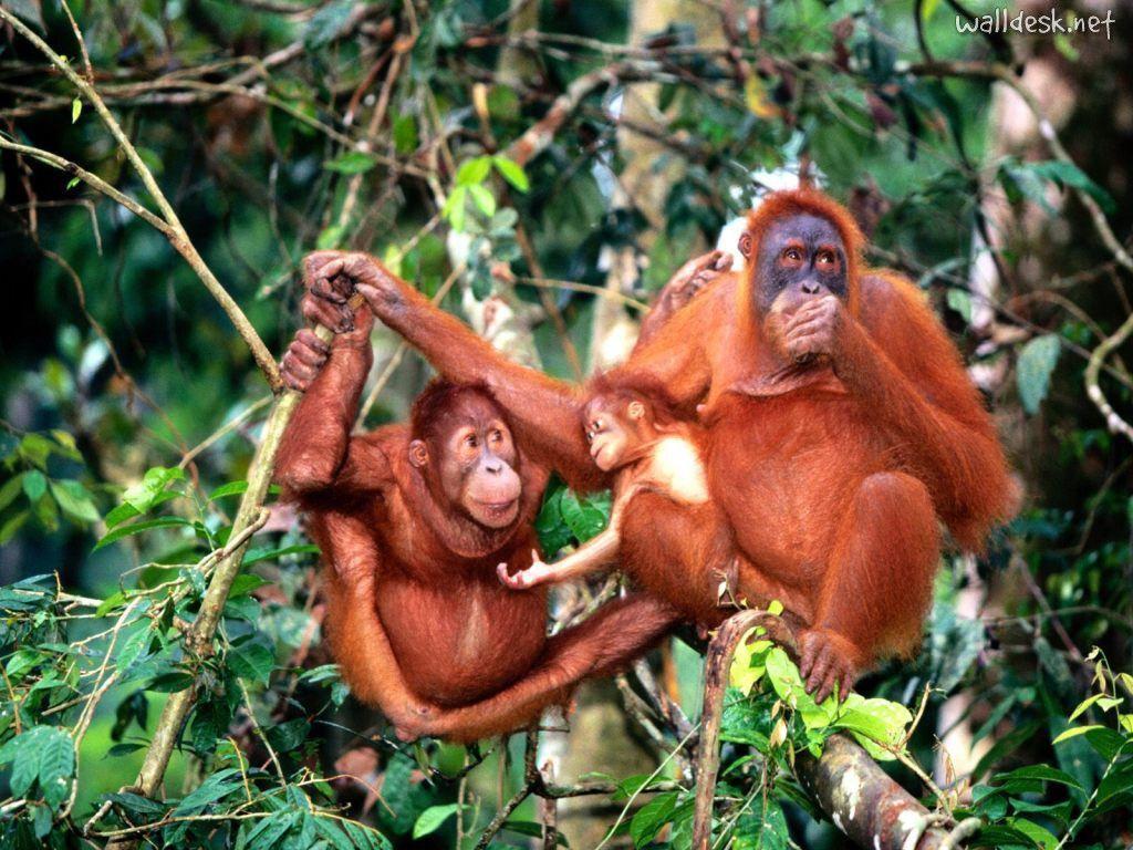 Center of Attention, Sumatran Orangutans to Desktop