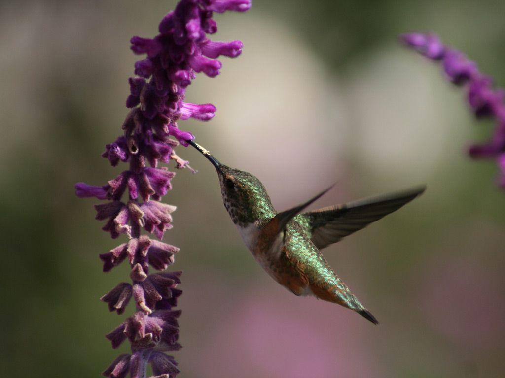 image For > Hummingbirds Wallpaper