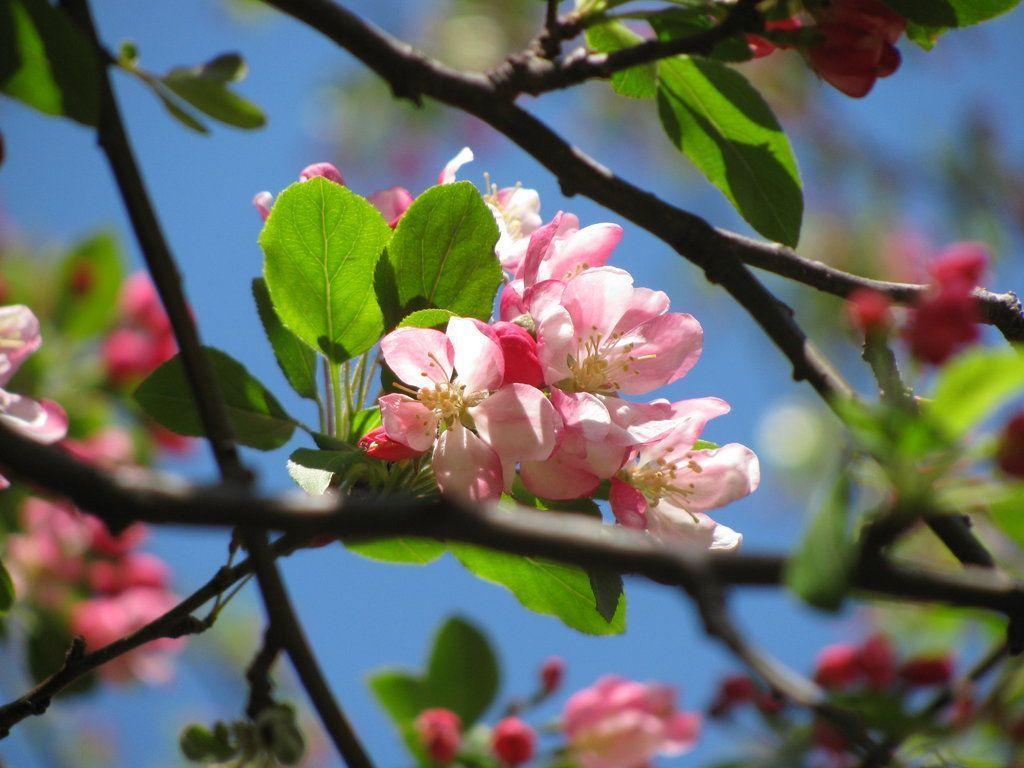 Apple Blossom By Zulma San