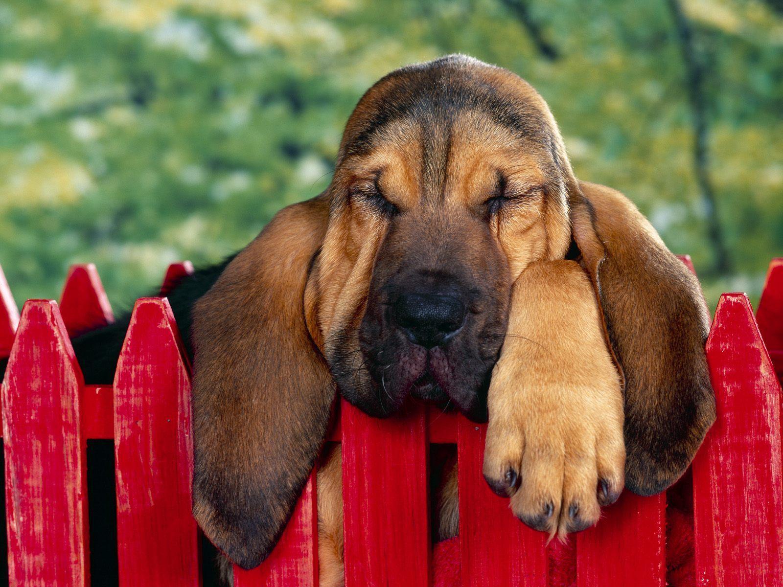 Bloodhound dog puppy free desktop background wallpaper image