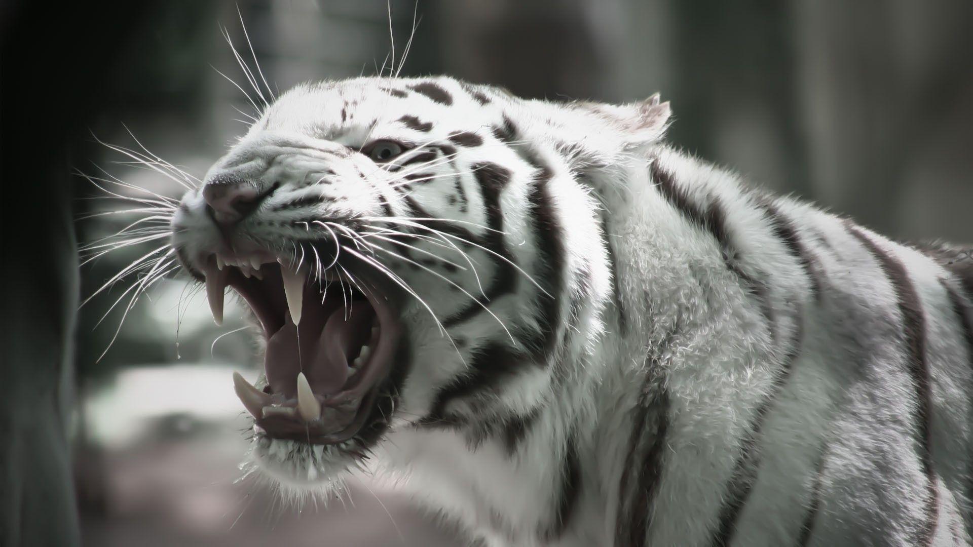 Roaring white tiger wallpaper