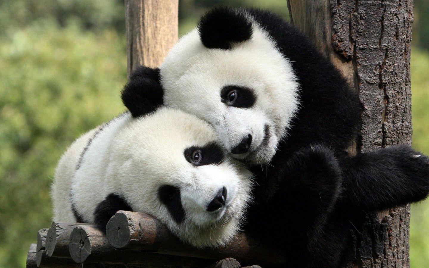Panda Hug Wallpaper