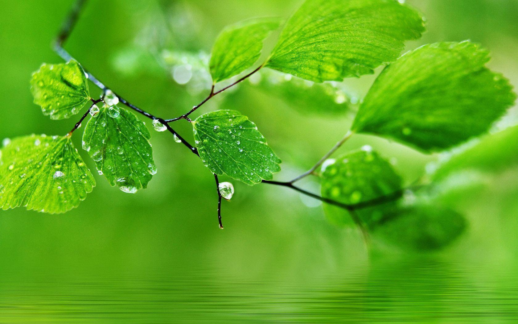 natural green wallpaper wide