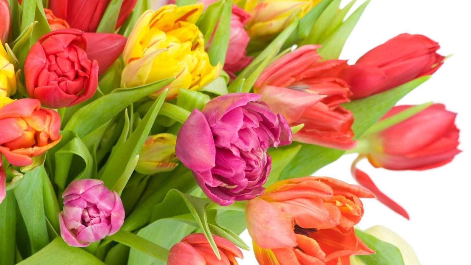 Beautiful Colorful Tulips widescreen wallpaper. Wide