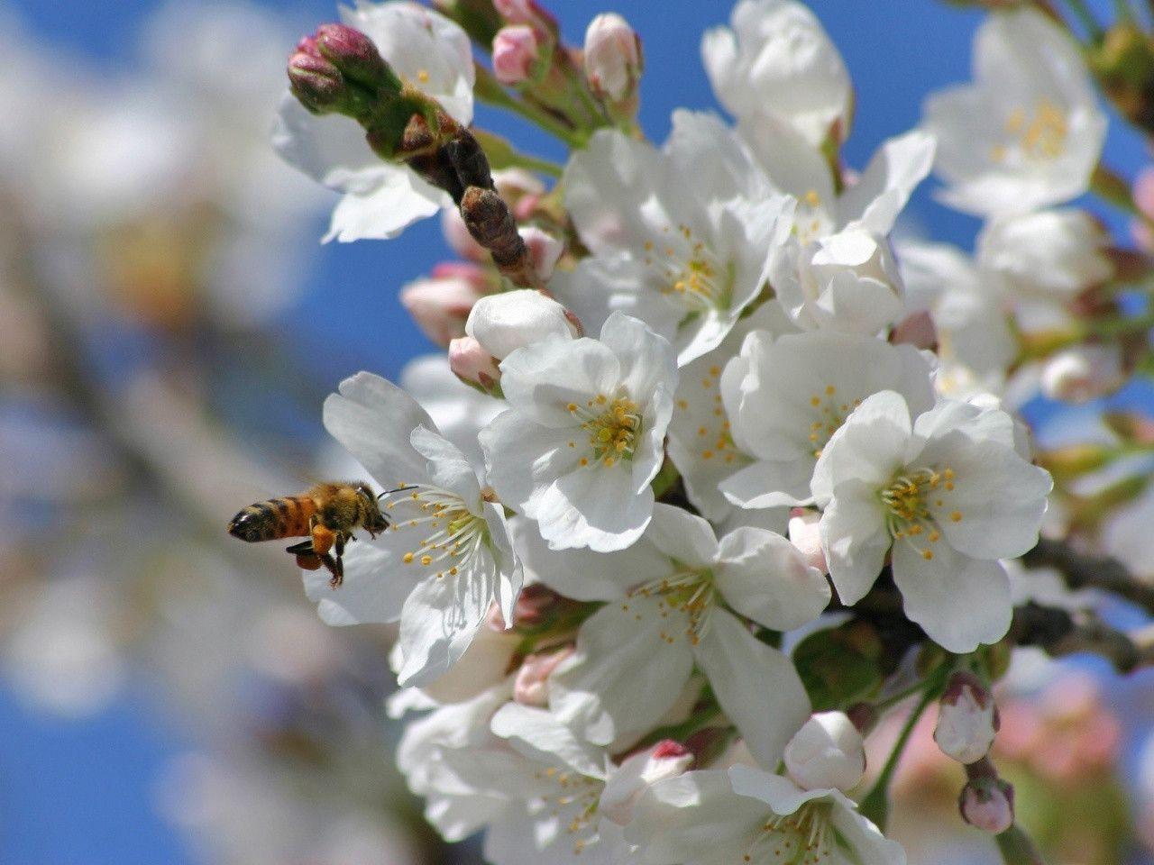 Springtime Blossoms desktop PC and Mac wallpaper