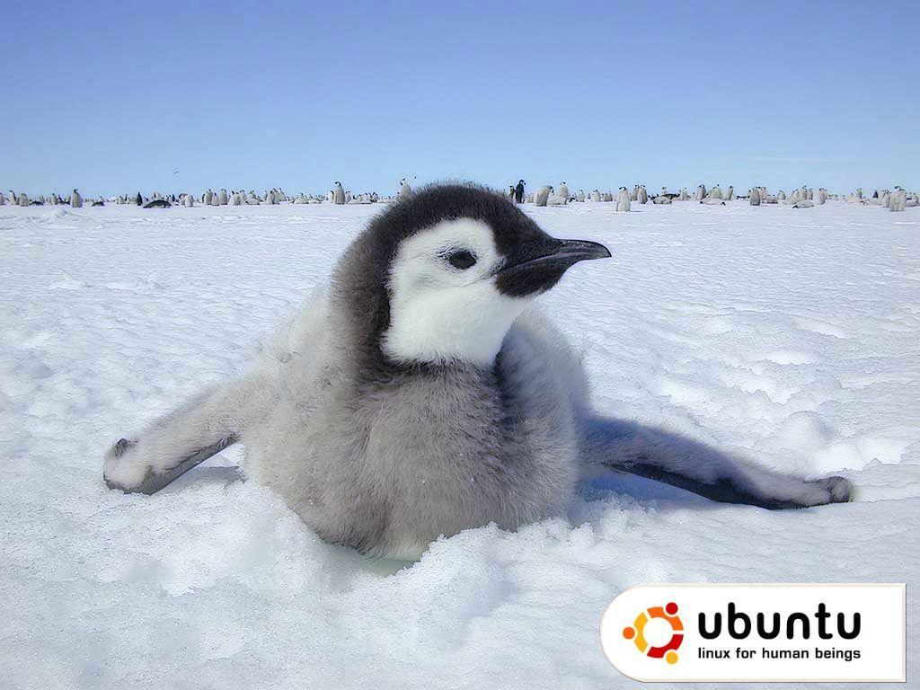 Baby Penguin Wallpaper
