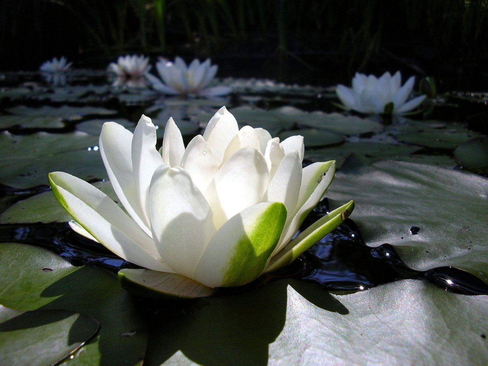 Beautiful White Lotus Flower HD Wallpaper