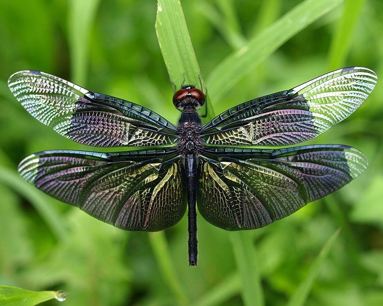 Desktop Wallpaper · Gallery · Nature · Dragonfly insect. Free