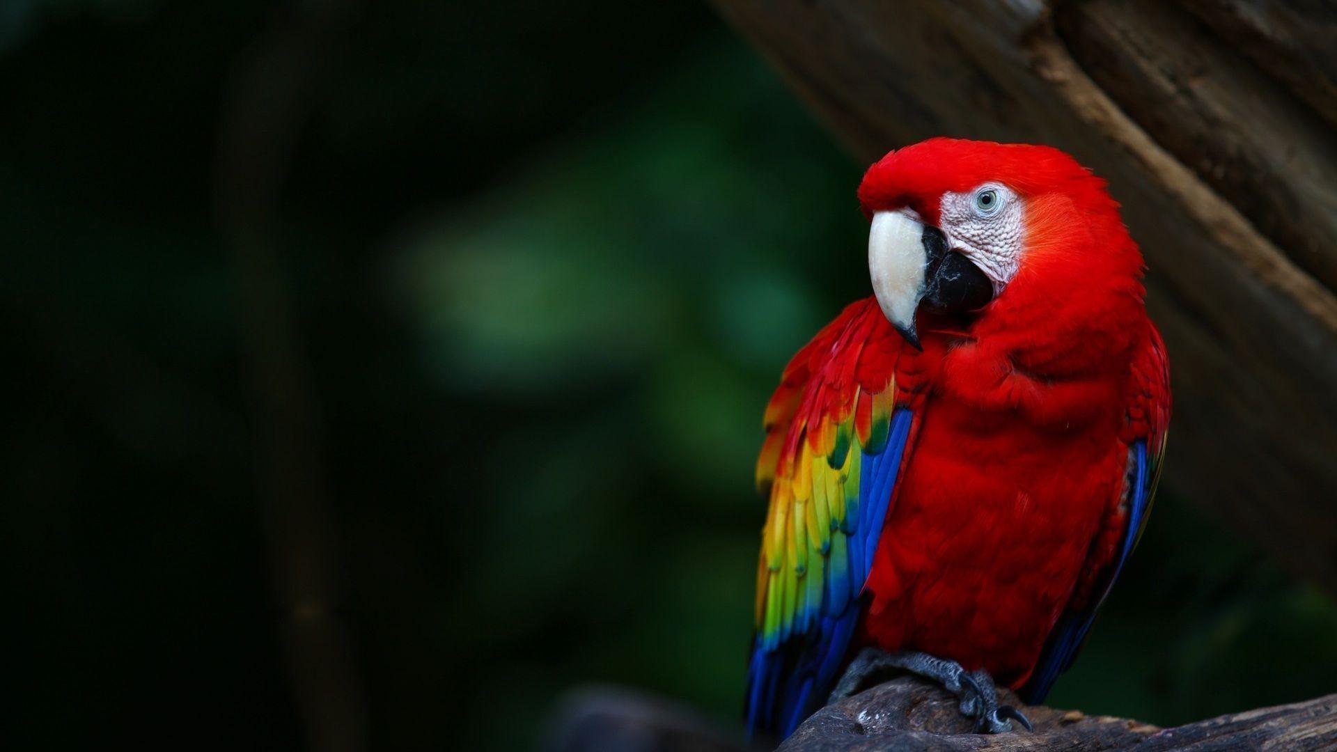Awesome Alone Parrot HD Wallpaper 1080p. Widescreen Wallpaper