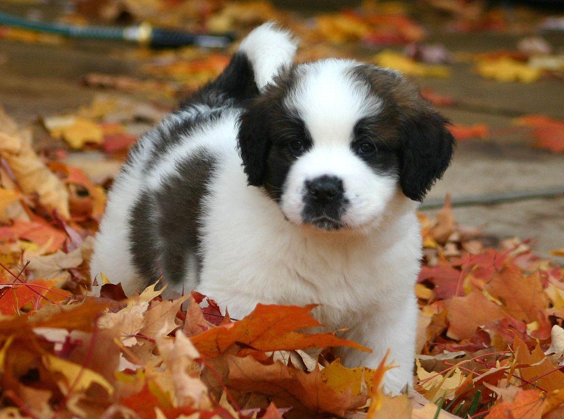 St Bernard Wallpaper 20324 Best HD Wallpaper. Wallpaiper