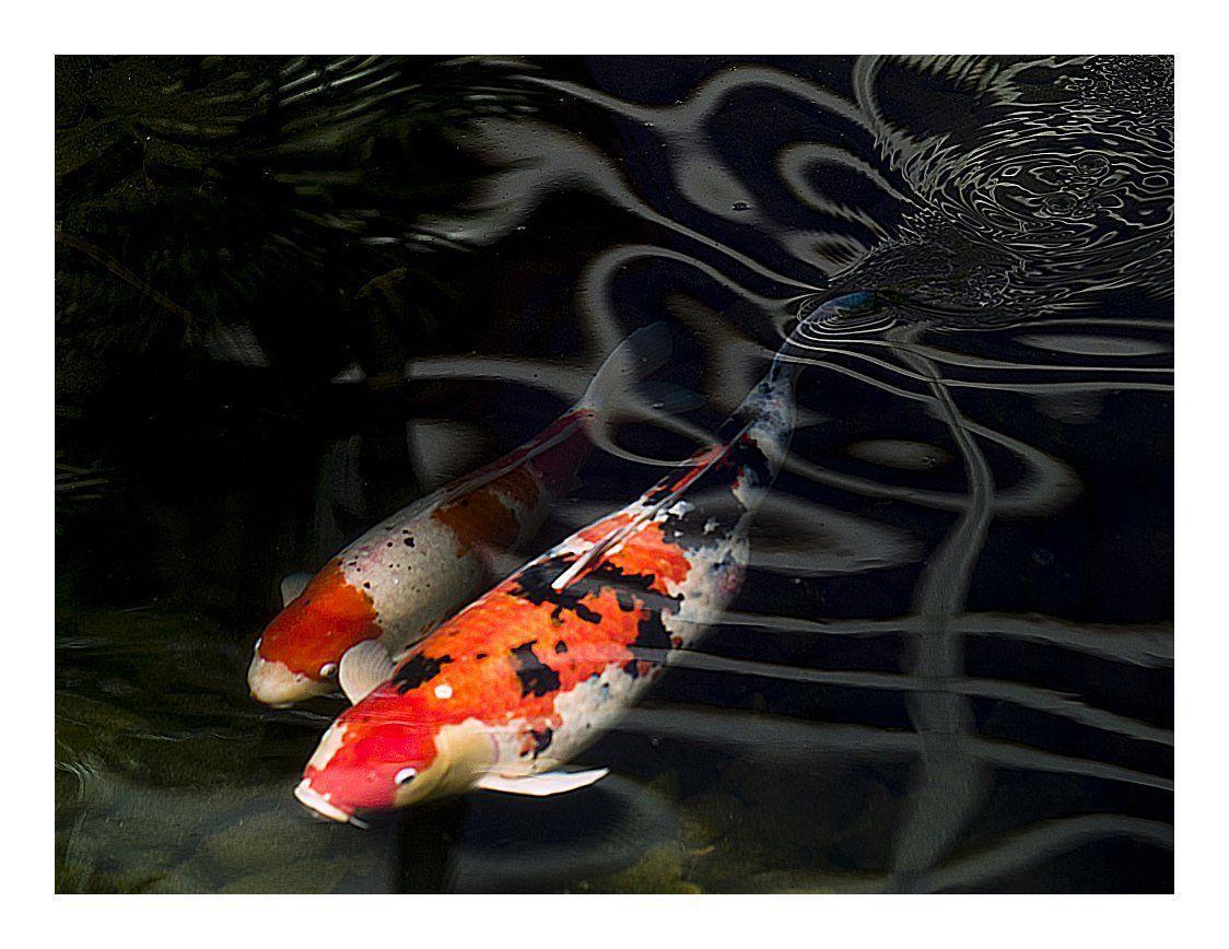 Couple Koi Fish Background Wallpaper Wallpaper