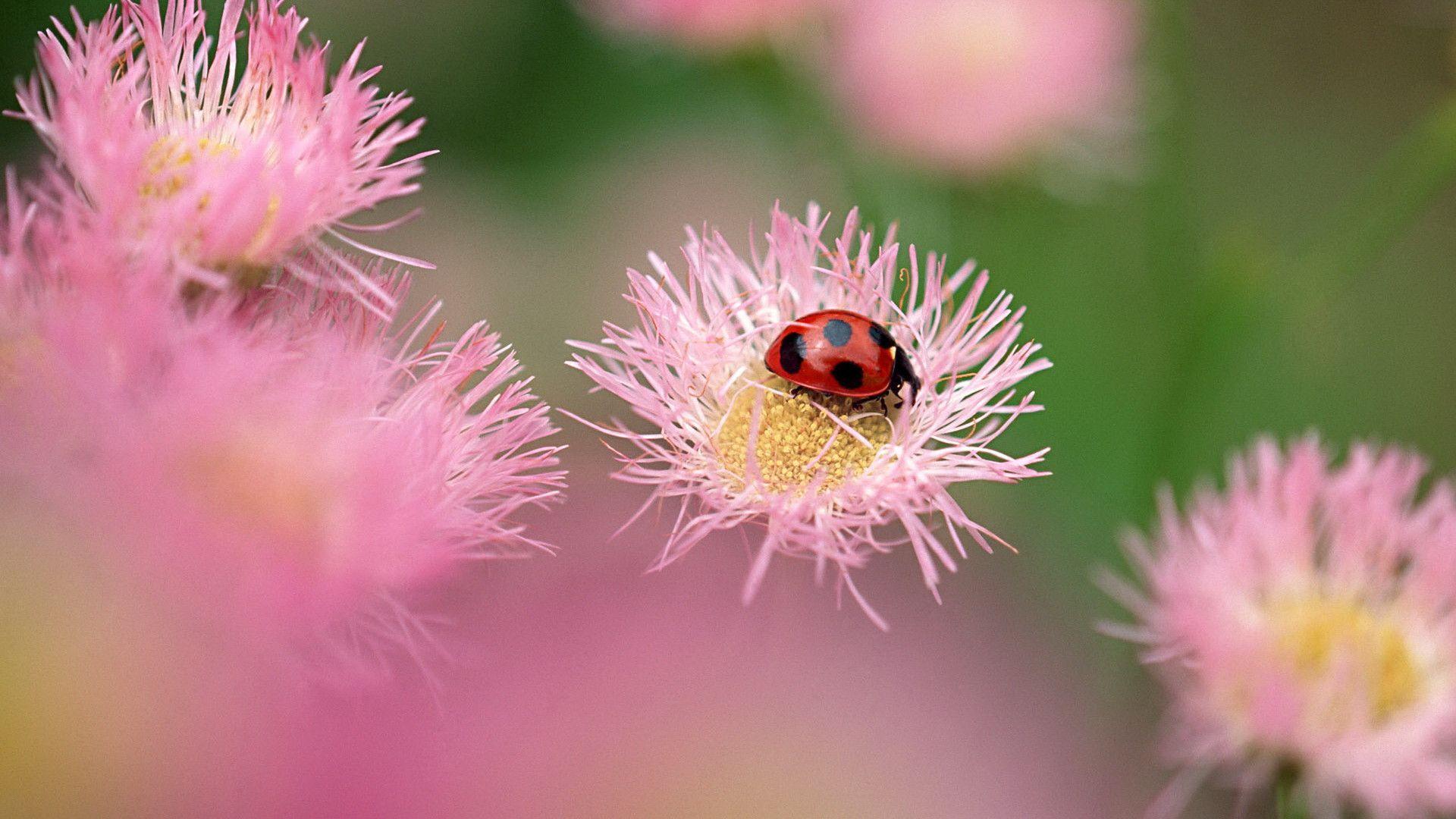 Lovely HD Ladybug Wallpaper