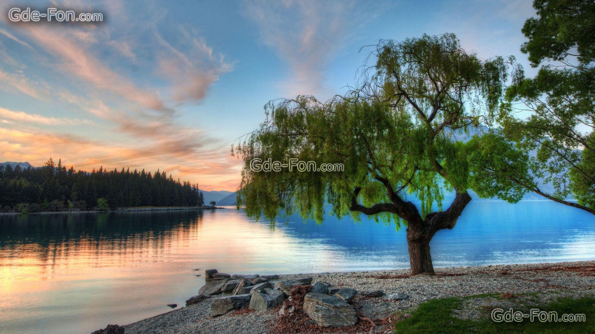 Download wallpaper Weeping willow, on shore, Lake free desktop