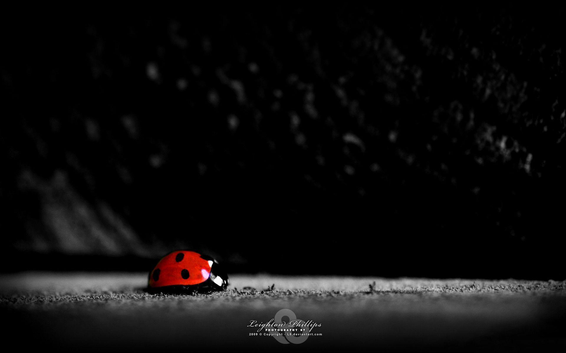 Ladybug Wallpaper