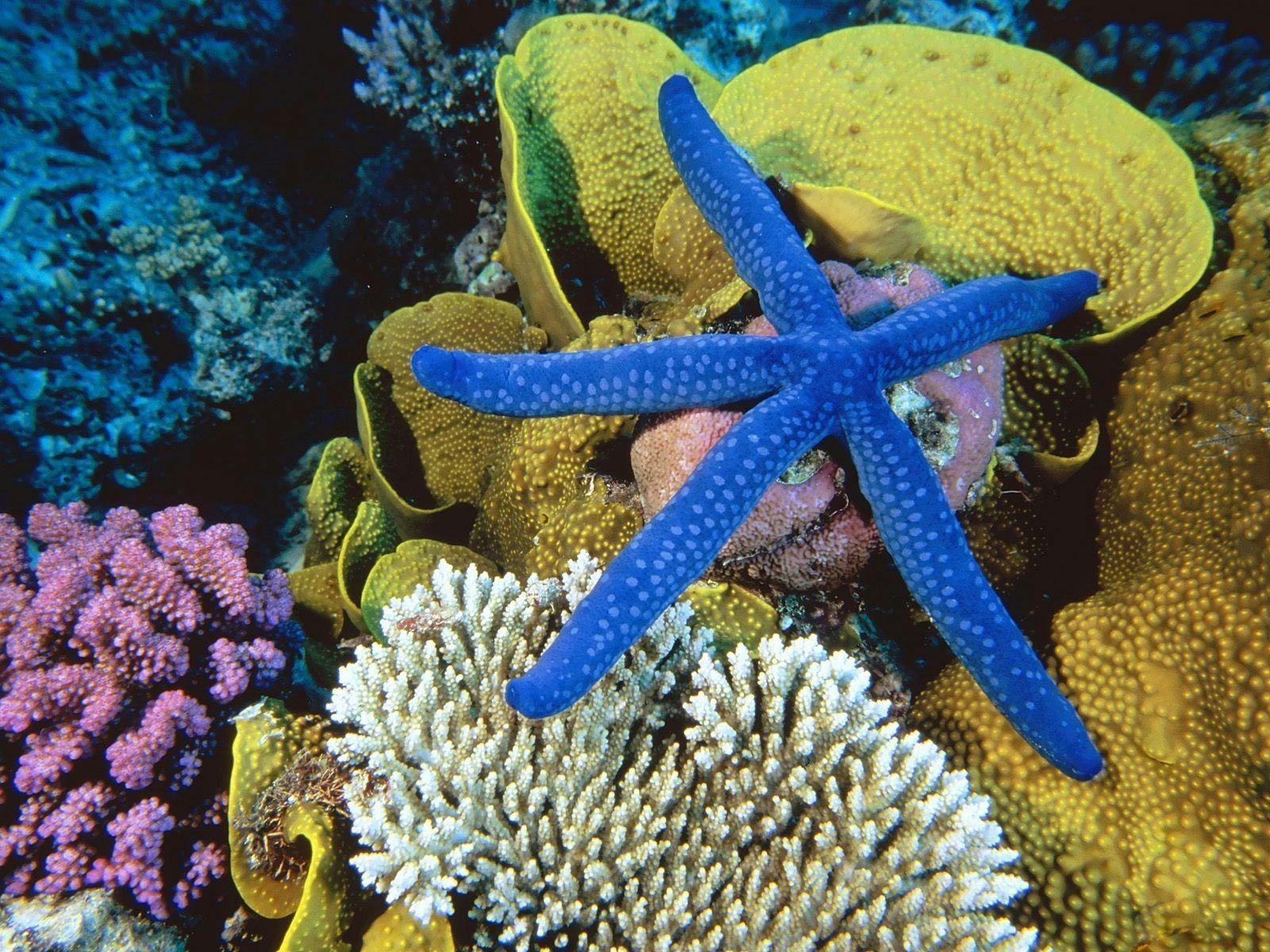 Desktop Wallpaper · Gallery · Animals · Blue Starfish reef