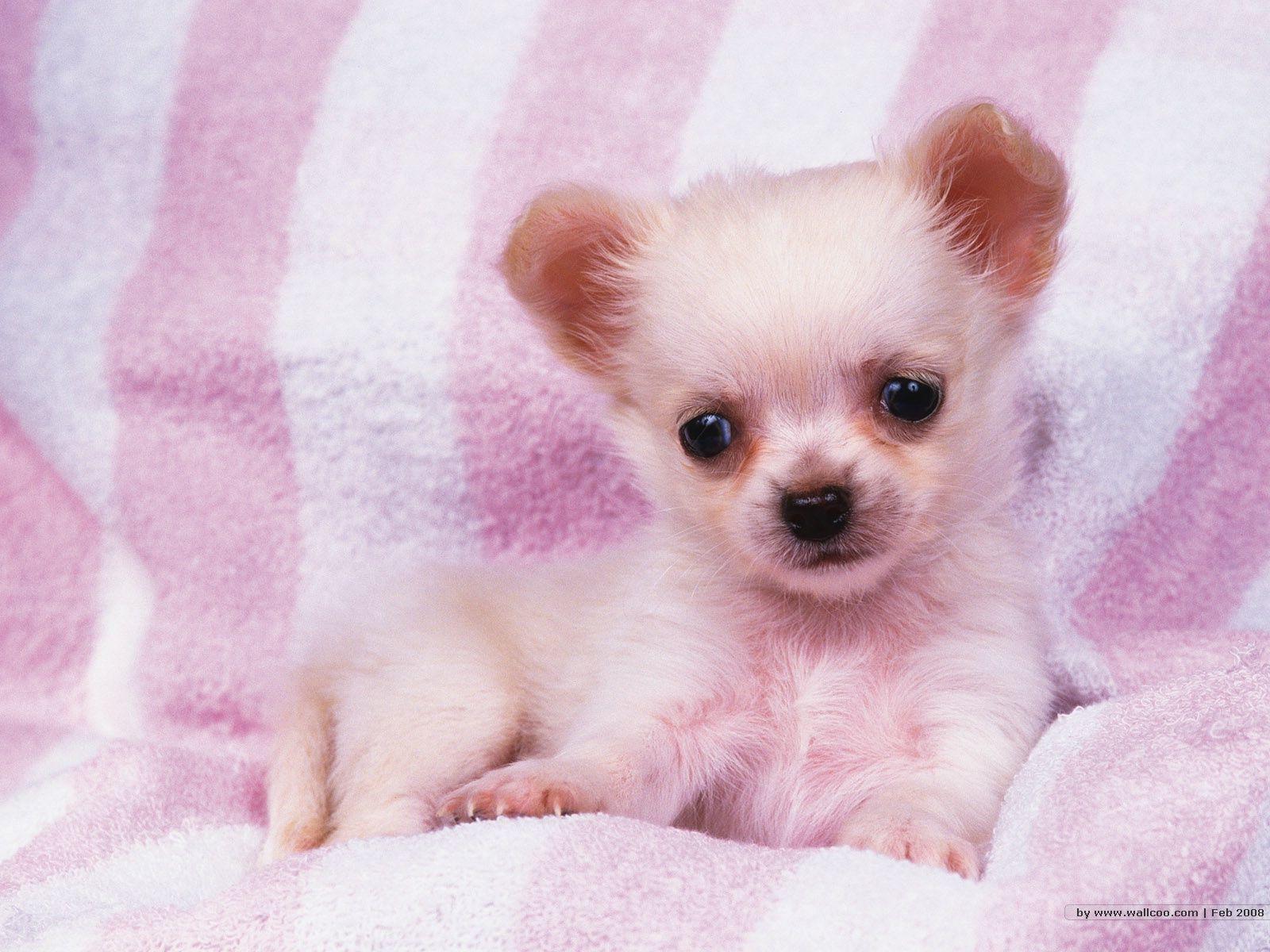 1600*1200 Cute puppies Photo Puppy Portraits 1600x1200