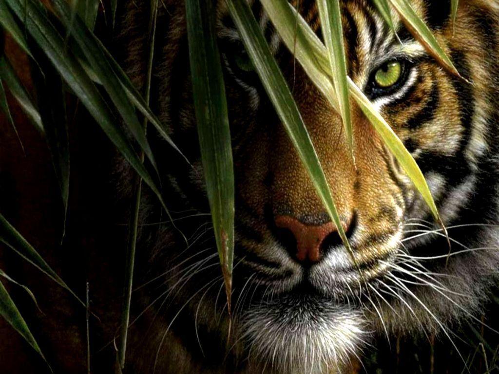 Wallpapers For > Tiger Face Wallpapers