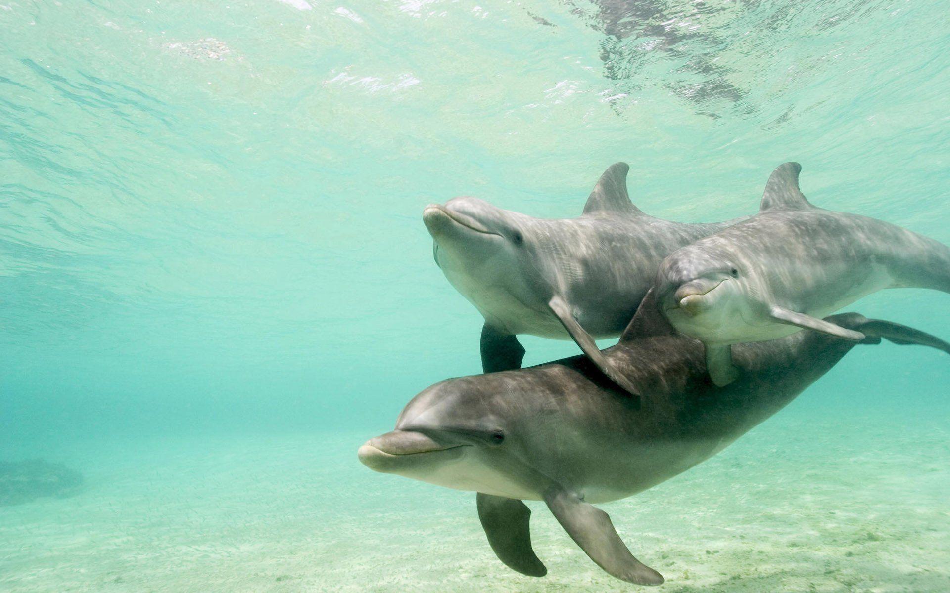 dolphins desktop free photo
