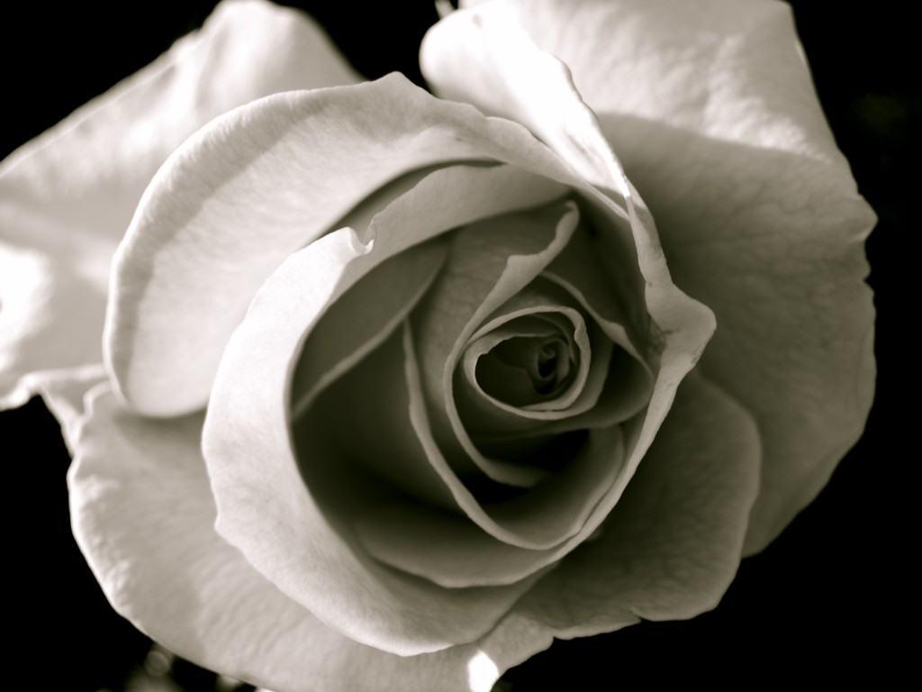 Black And White Rose Wallpapers Wallpaper Cave