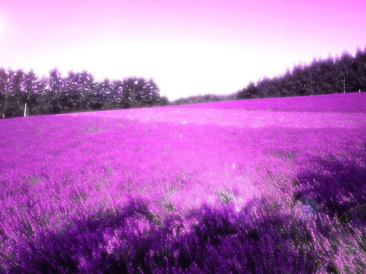 Purple lavender Wallpaper background 1280x960 HD wallpaper
