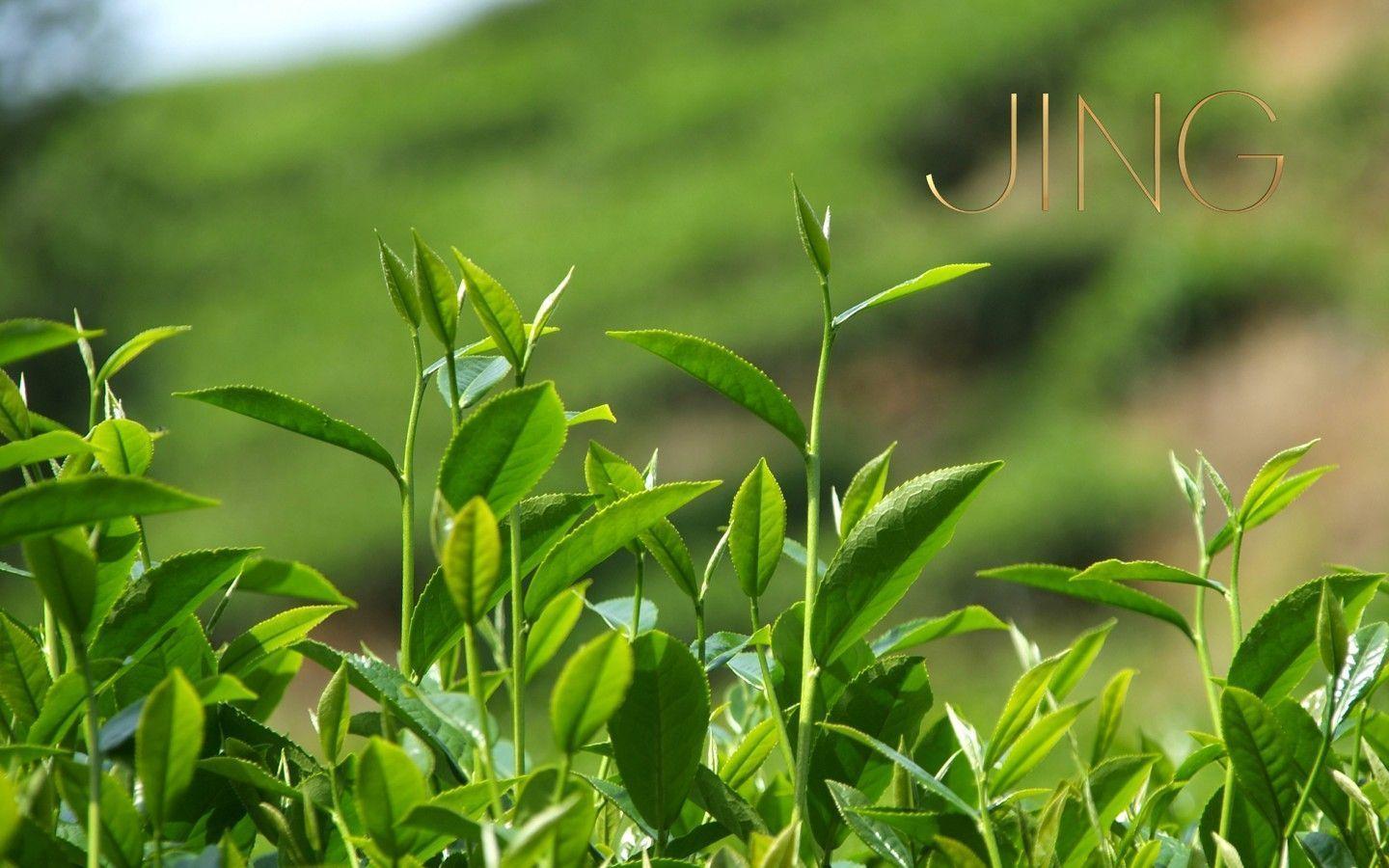 image For > Japanese Green Tea Wallpaper
