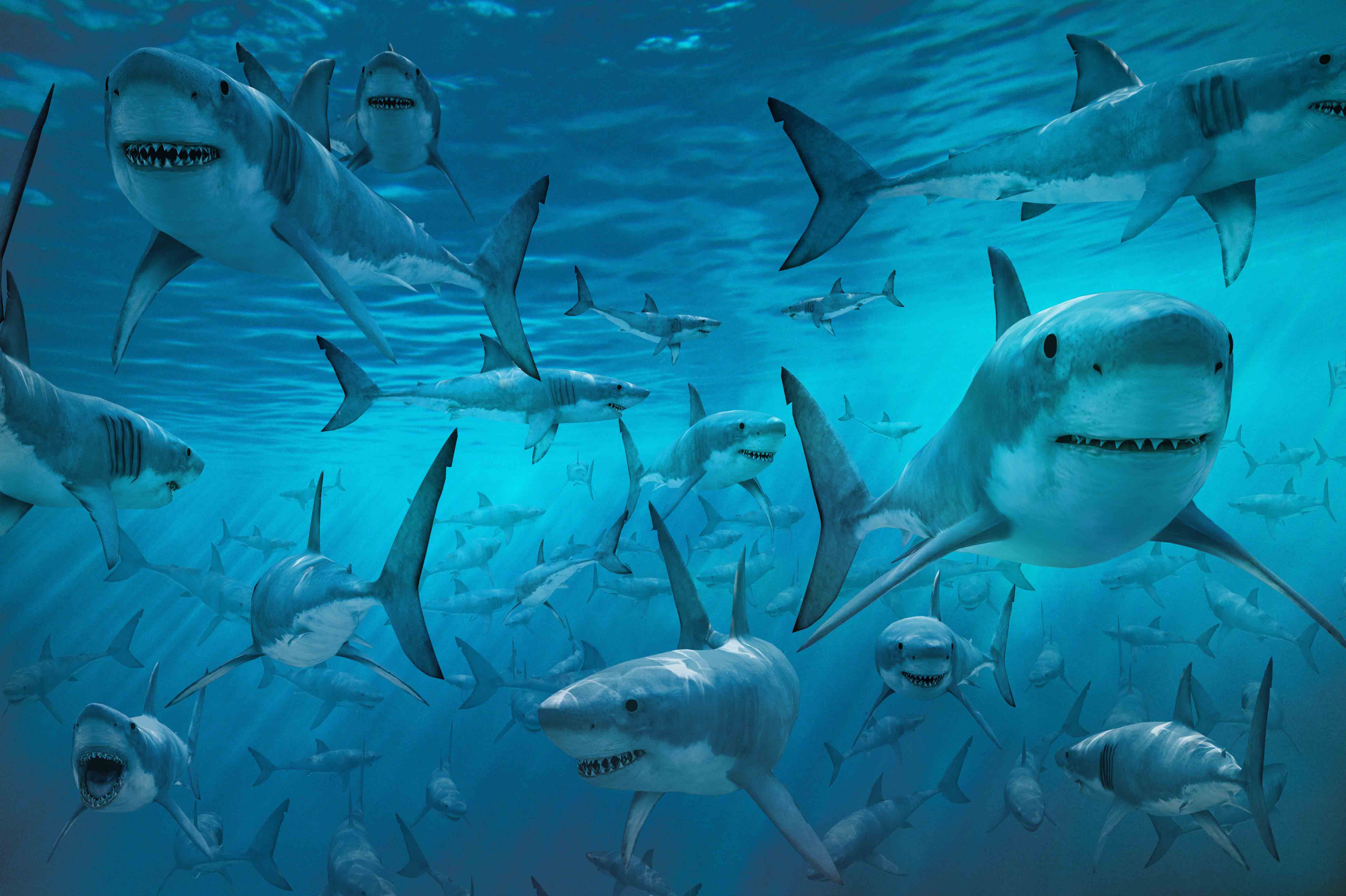 Shark fish ocean animal HD wallpaper  Peakpx