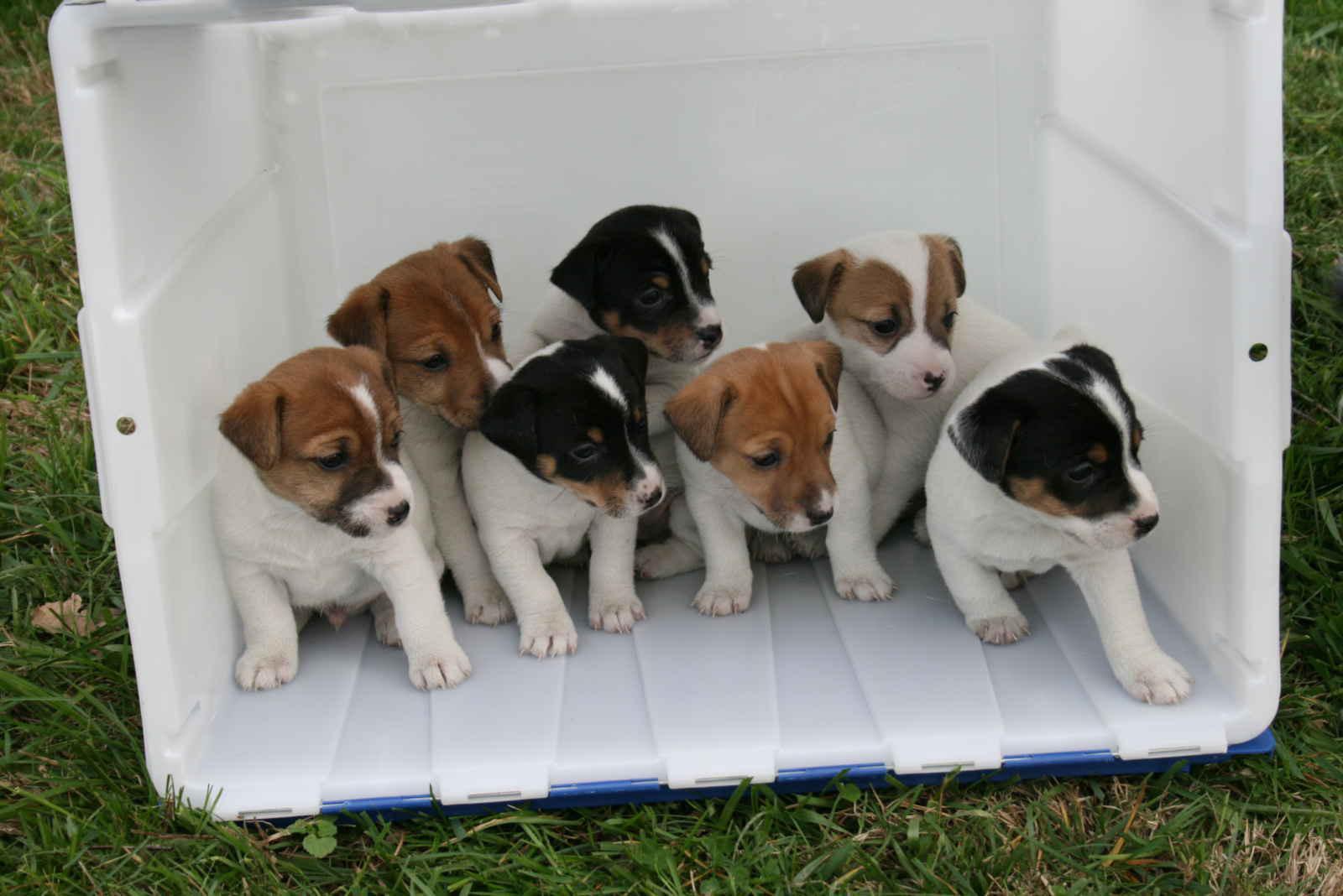 Free wallpaper Jack Russell terrier puppies