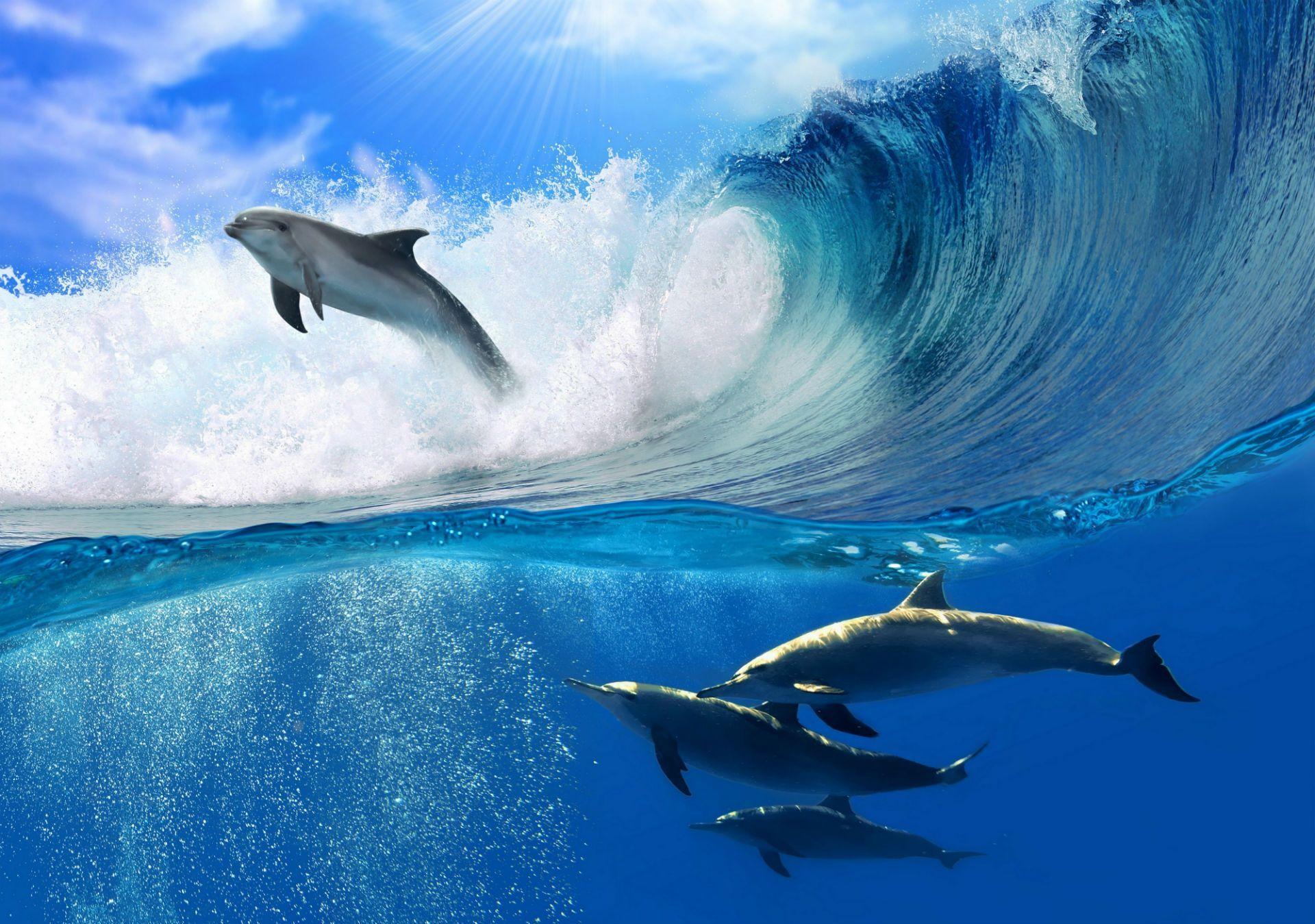 Dolphin Computer Wallpaper, Desktop Background 1920x1349 Id: 288400