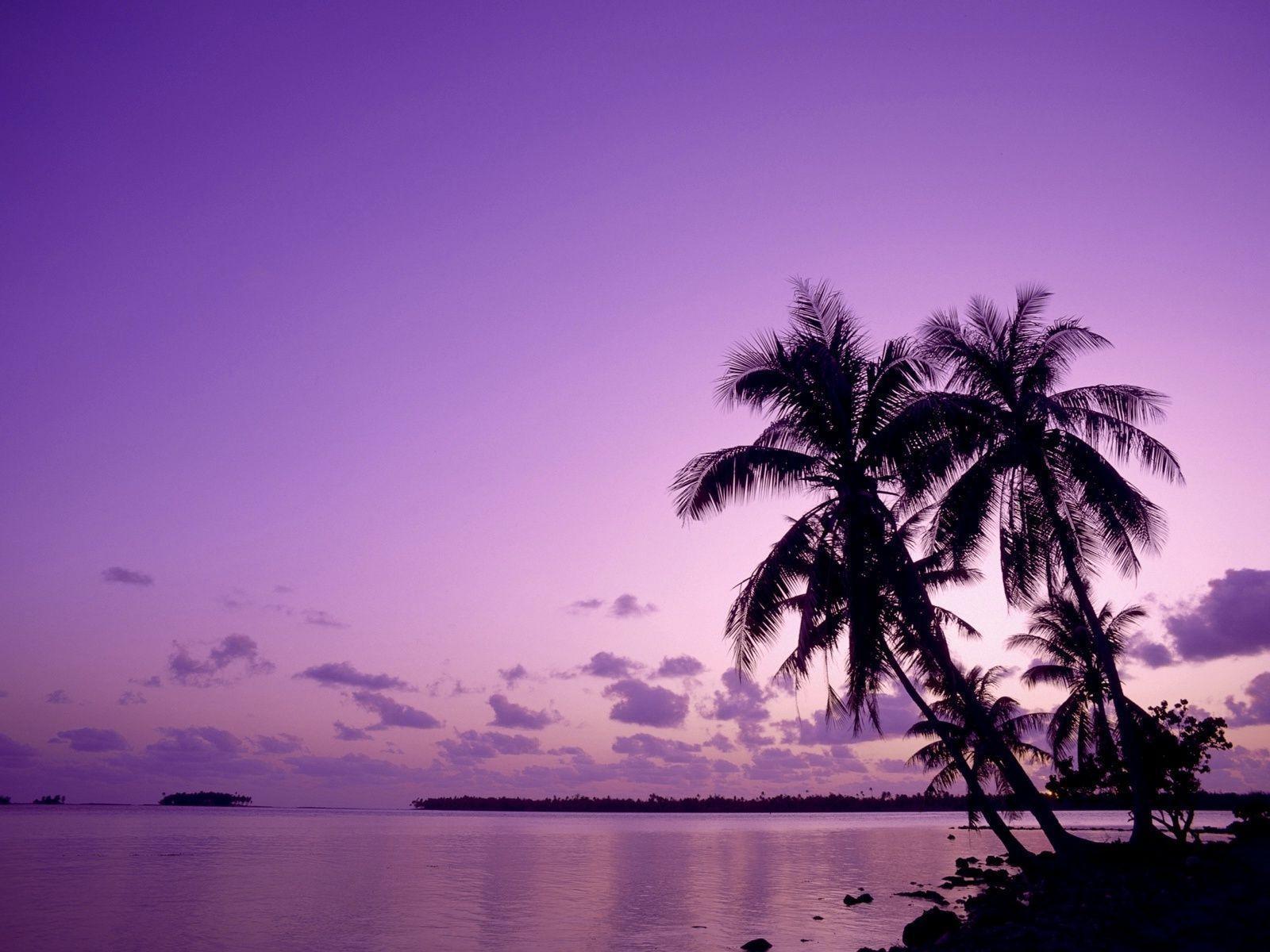 Purple Palm Tree Wallpapers Design Ideas Pix For Gt Purple Palm.