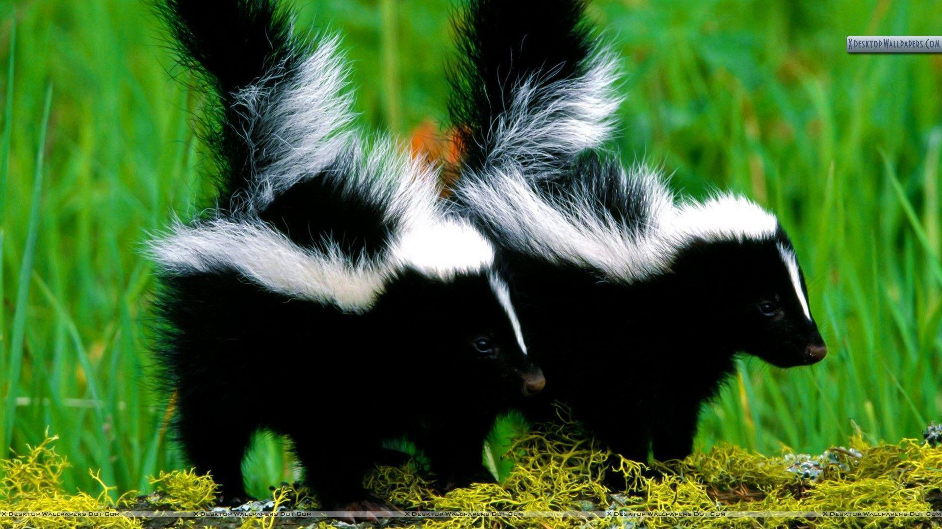 Skunk Babies Wallpaper