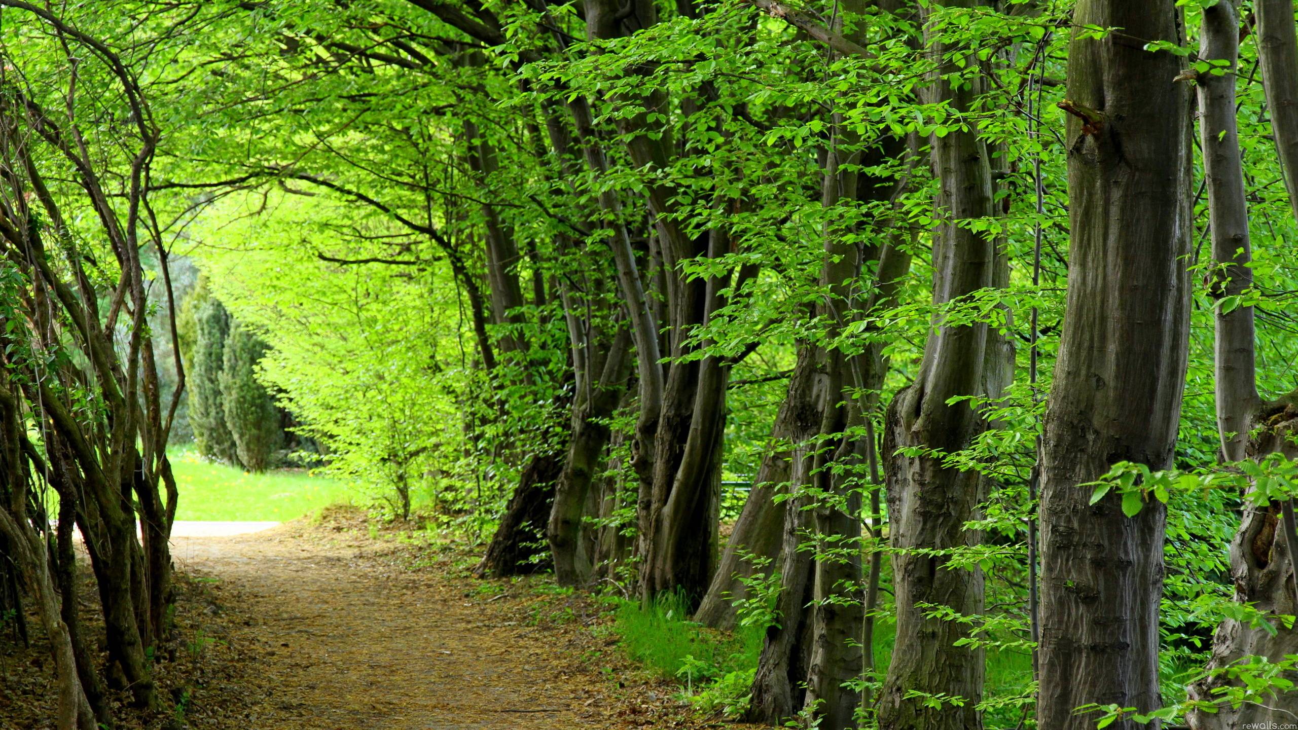 Green Forest Wallpaper HD