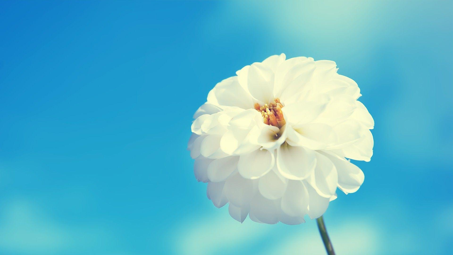 White Fowers HD Wallpaper. White Flowers Desktop Image. Cool