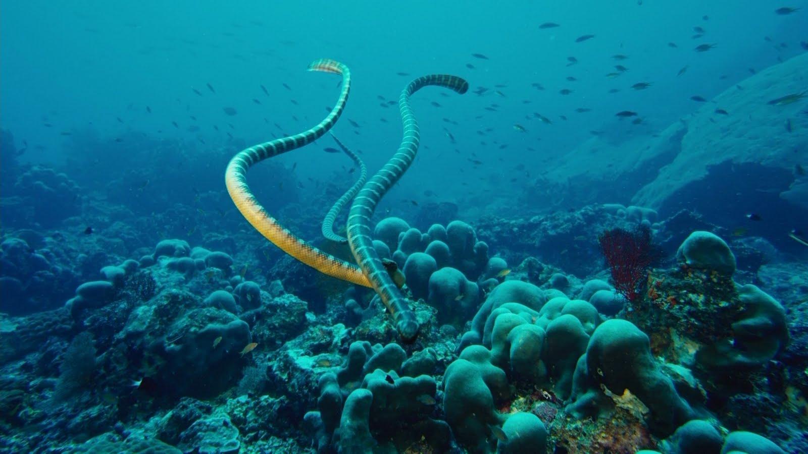 Download Under the Ocean Wallpaper whit Sea Snakes Desktop