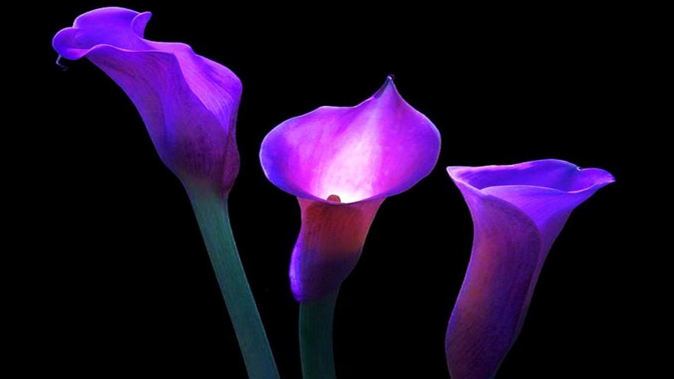 Calla Lilies Hd Wallpaper. Onelive