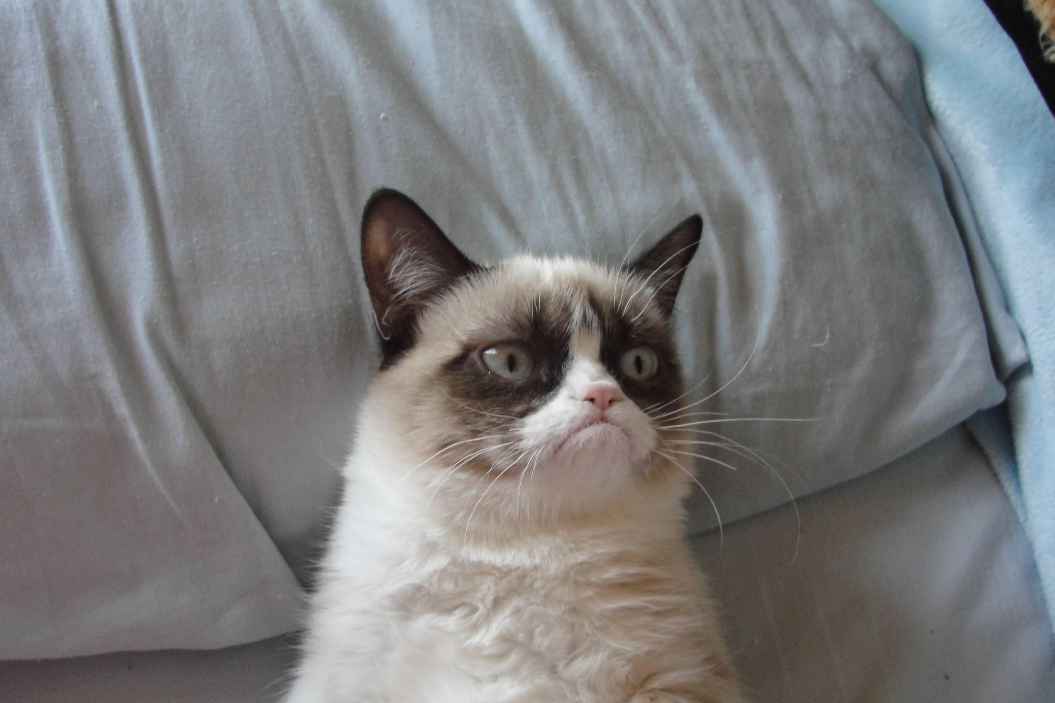 Picture Grumpy Cat Wallpaper HD on ScreenCrot.Com