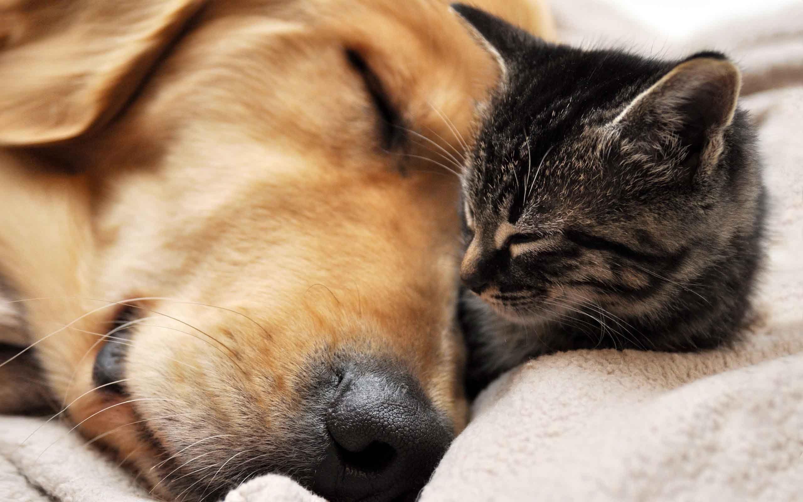 Cat and dog sleeping wallpaper and image, picture