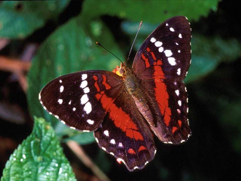 Red Butterfly Wallpaper, wallpaper, Red Butterfly Wallpaper HD