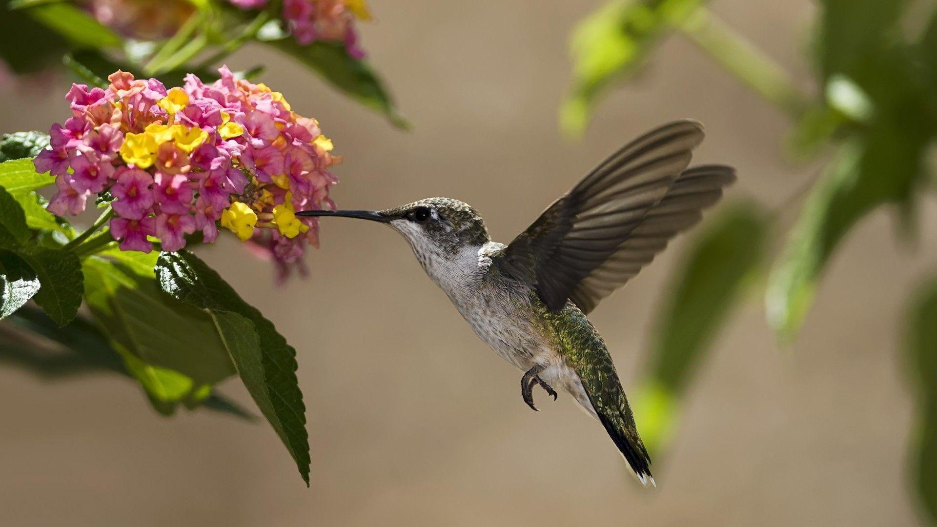 Hummingbird Nature Wild Pretty Wings Green HD wallpaper #