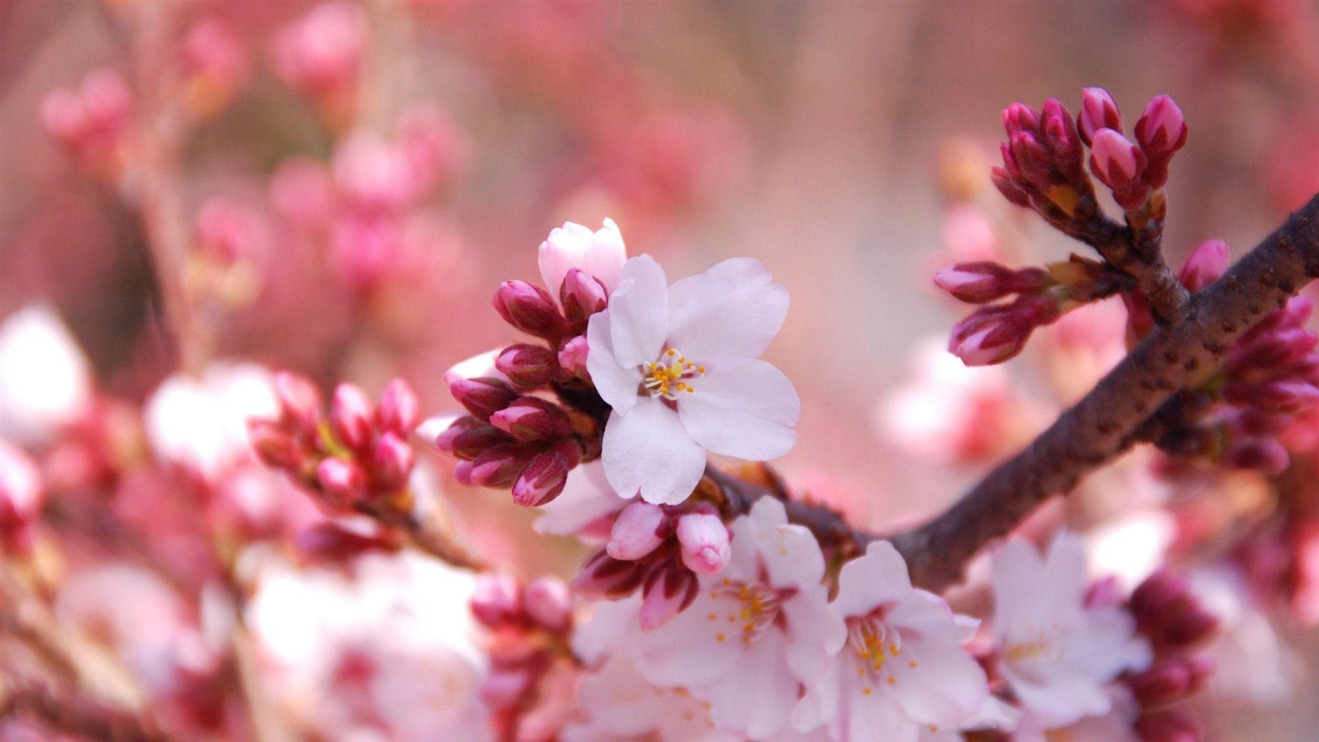 Cherry Blossom Buds Beauty Spring Desktop Wallpaper