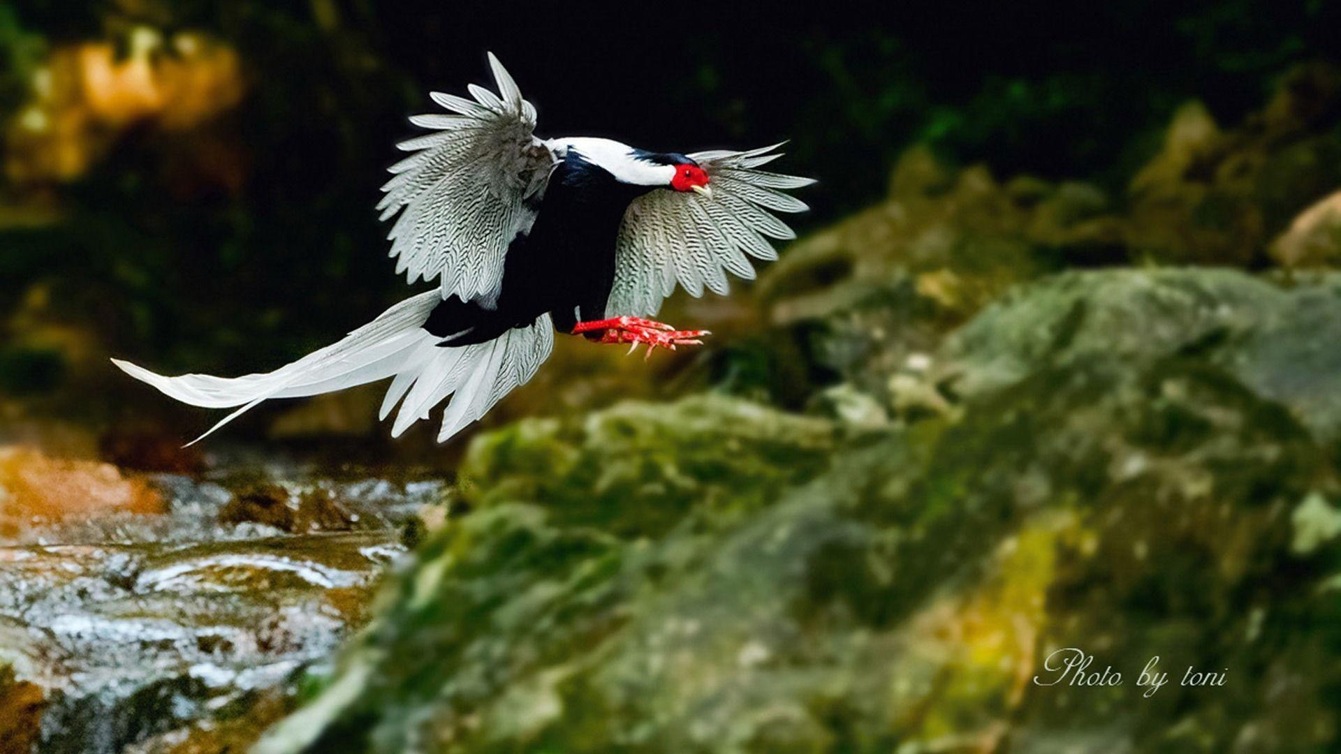 Silver Pheasant Birds Animal Photography Wallpaper 01
