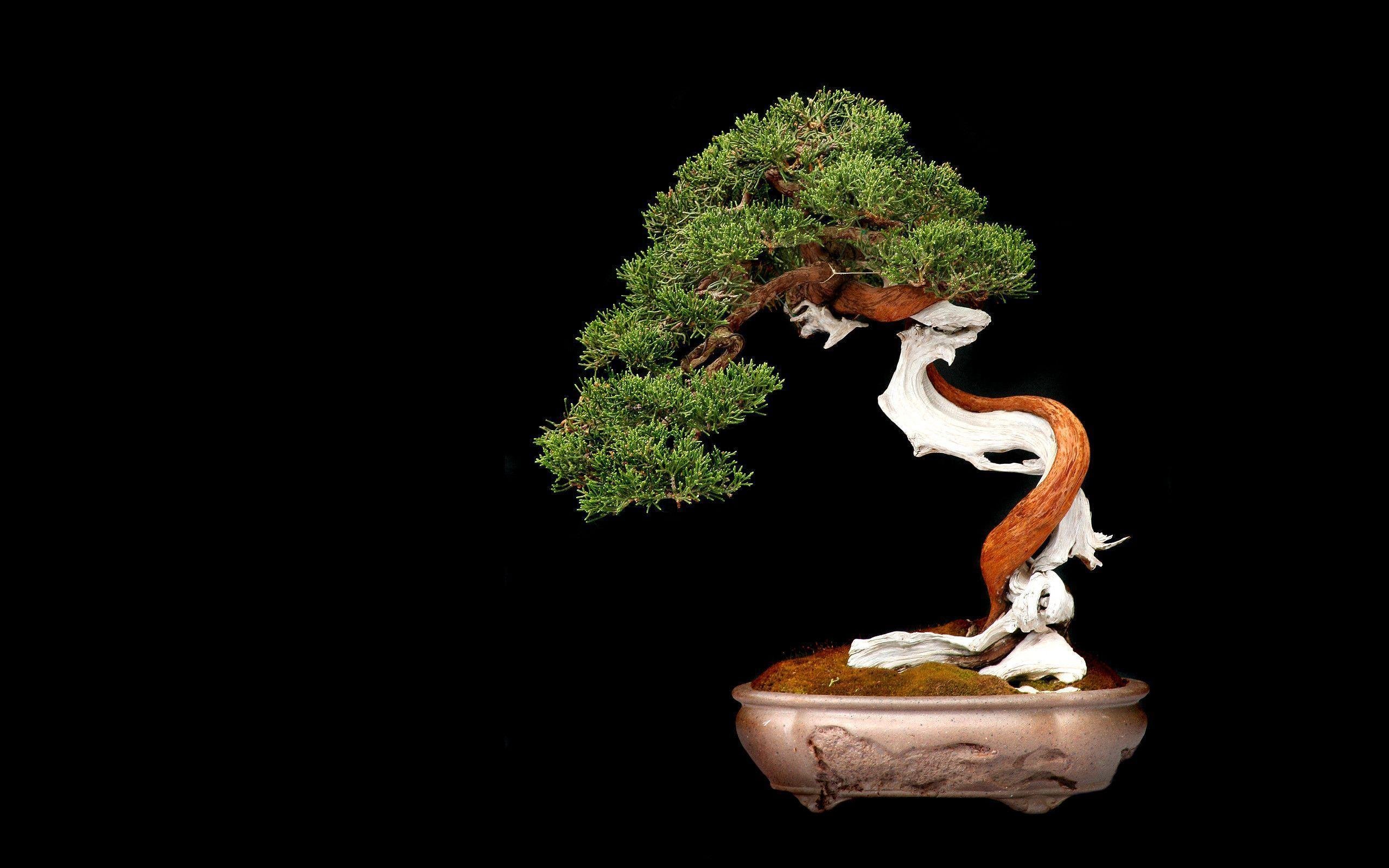 Bonsai Wallpapers - Wallpaper Cave