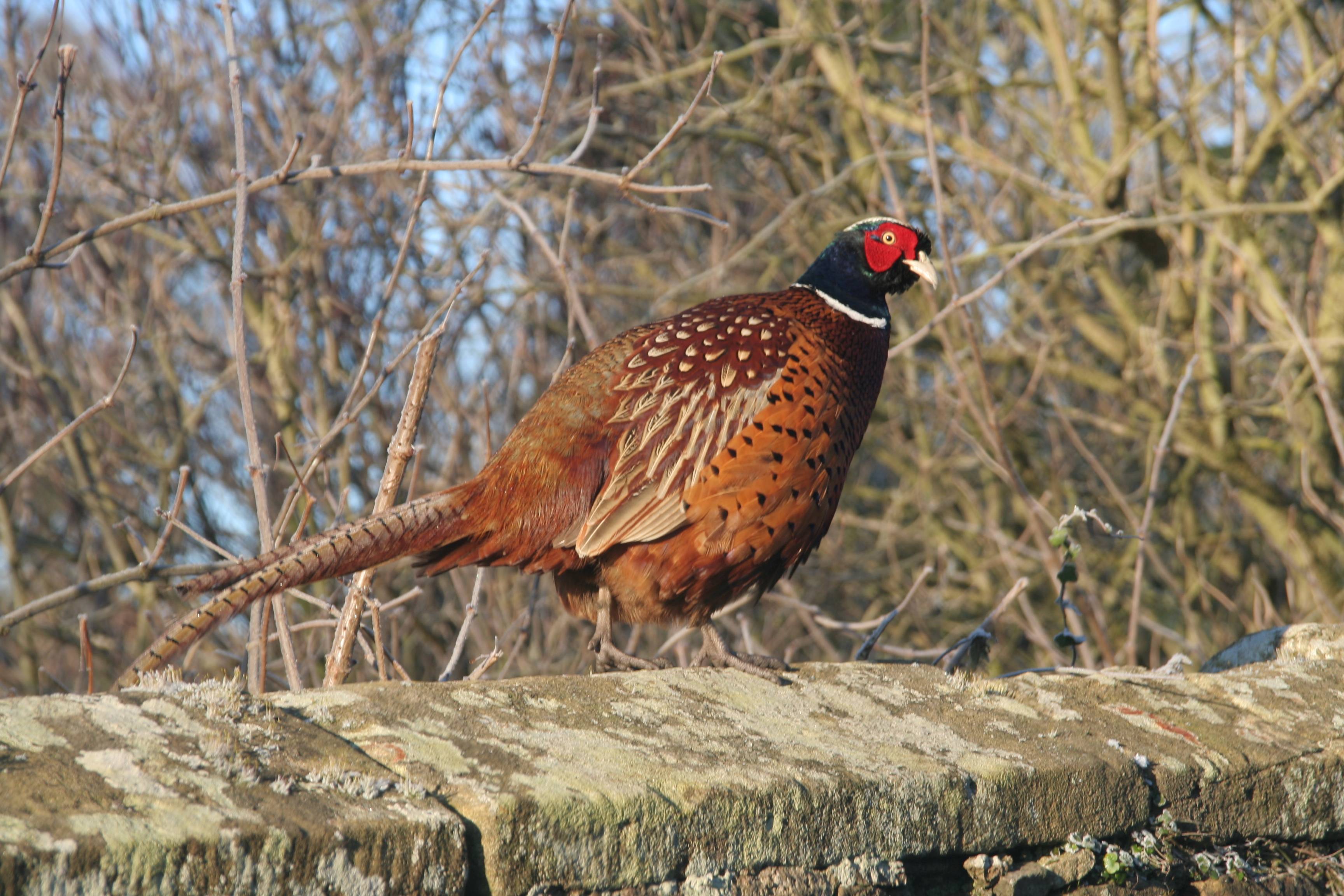 Pheasant warming up on a wall