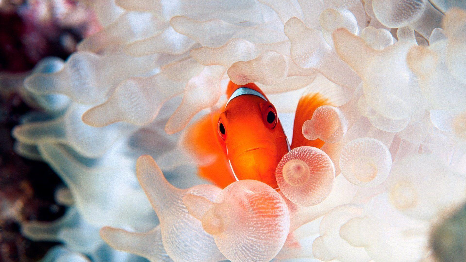 Tropical Fish Desktop HD Wallpaper